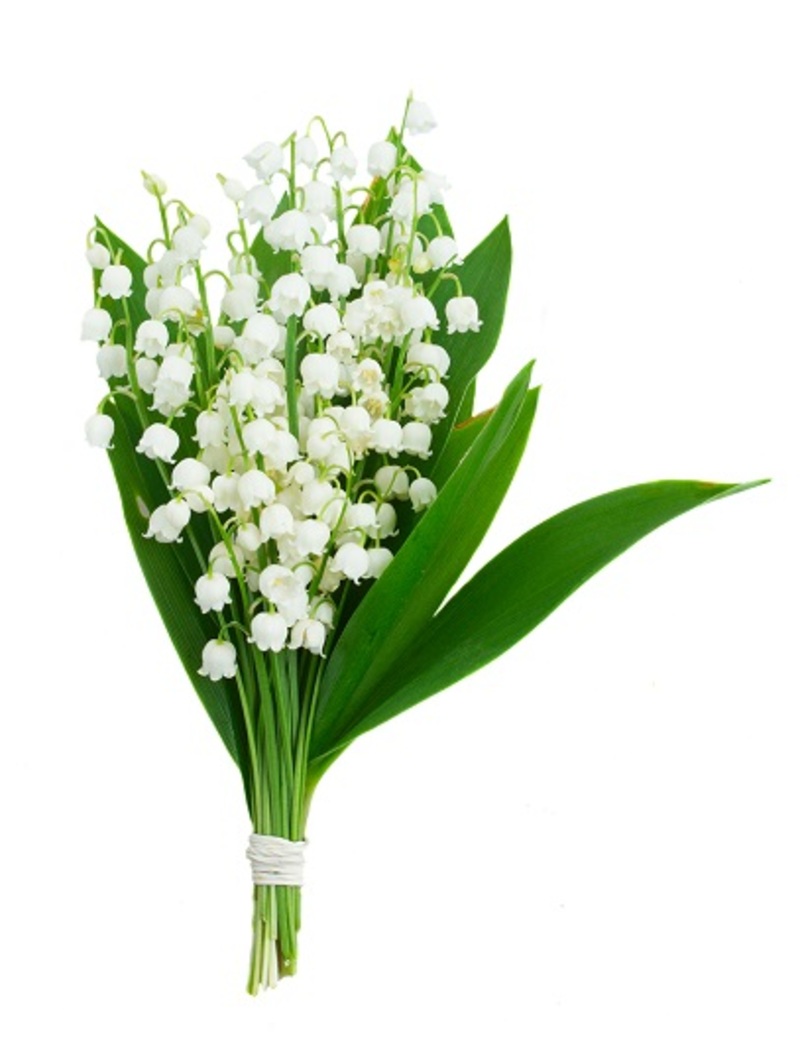 Tulips flowers  / decorative flowers