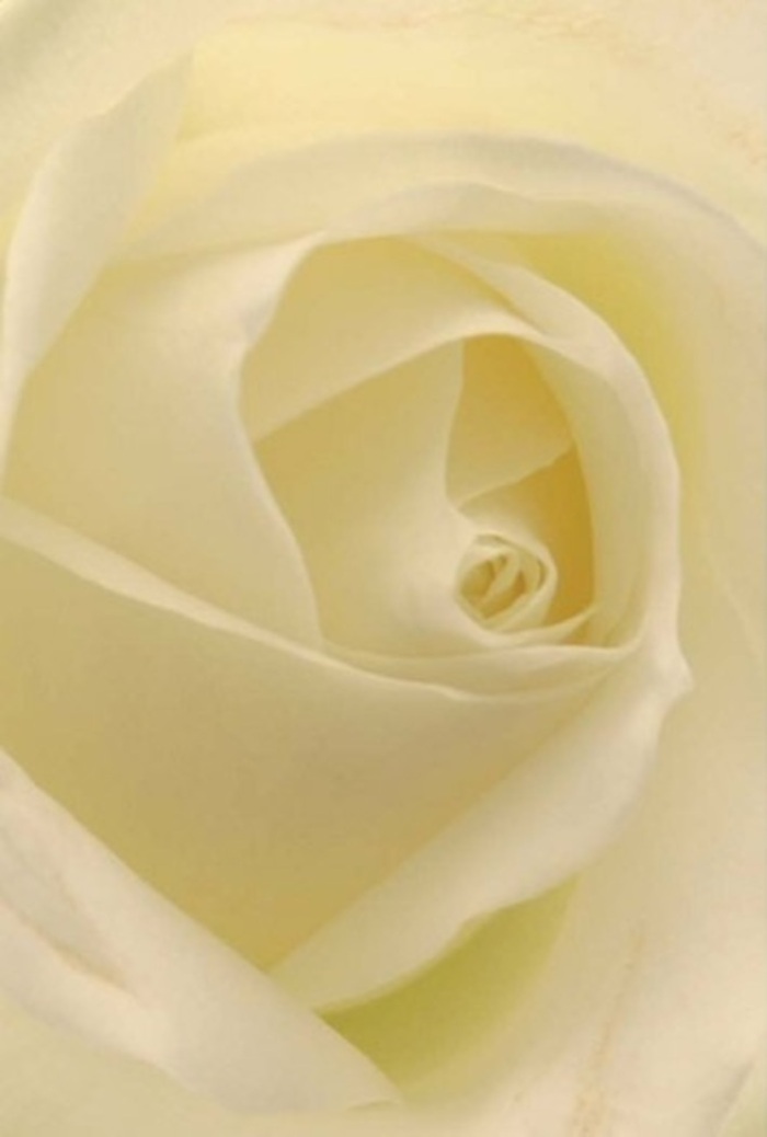 Gazing closely at this classic white rose, one is drawn into a moment of serene contemplation, much like strolling through the leafy lanes of Old Coulsdon at dawn. Settled in layers of pillowy, cream-coloured petals, the rose's spiral core glows softly, as if illuminated from within. The blend of gentle whites and muted creams suggests both purity and sophistication, touched by early morning light filtering in through Surrey's green canopies. Each supremely smooth, velvety fold tells a quiet story of resilience, artistry, and hope. This rose seems suited to life's most meaningful occasions in Coulsdon - from wedding celebrations and tender apologies to beautiful remembrances for loved ones. The barely-there fragrance fills the imagination with thoughts of peaceful gardens tucked behind Brighton Road. In every detail, the bouquet radiates clean grace and the quiet confidence of a florist who knows the pulse of the Coulsdon community, crafting arrangements that speak to both the heart and the senses.